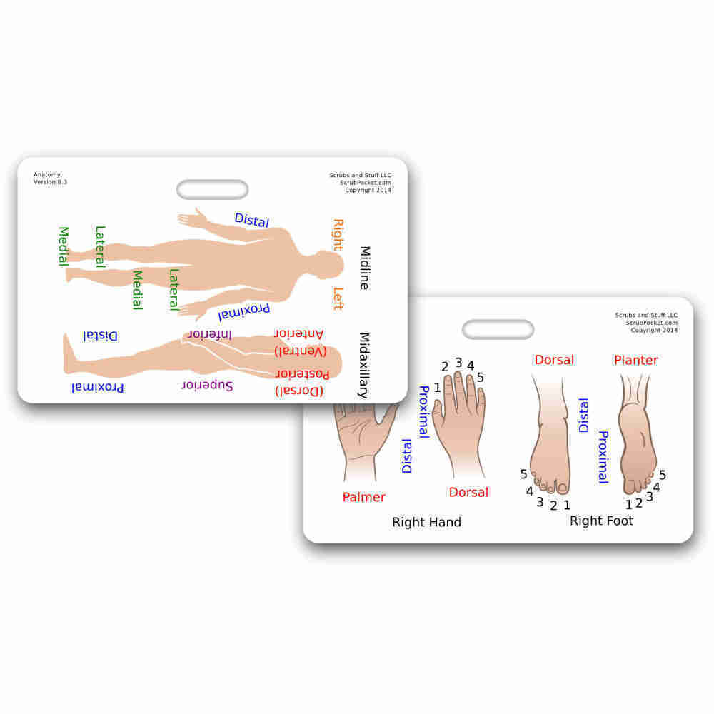 Code 1 Supply Anatomical Directions Badge Card - HORIZONTAL